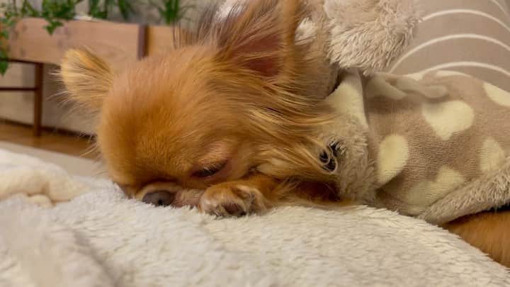 kayoのインスタグラム：「* * * お腹の上で スヤスヤ眠る くりおちゃん😪💤 * * おやすみ⭐️ * * kulio❤️ * * #おやすみ #goodnight * #chihuahua#chihuahualove#dogstgram#dog#instadog#チワワ#チワワ大好き#チワワのいる暮らし * * *」
