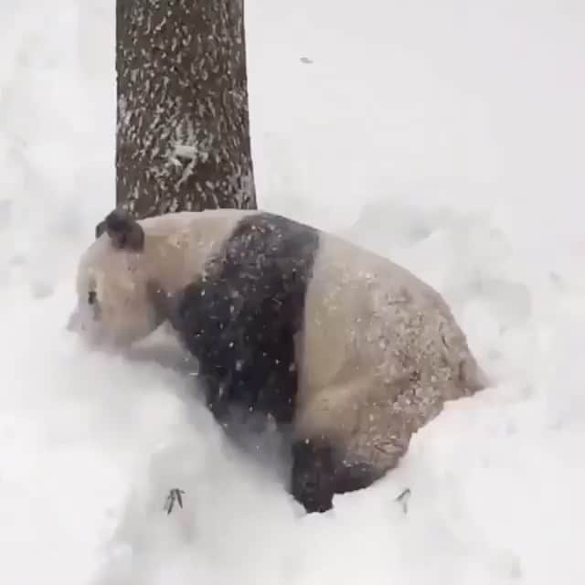 Daily The Best And Funniest Videosのインスタグラム：「This panda is so happy in the snow 🐼❄️ By @smithsonianzoo」