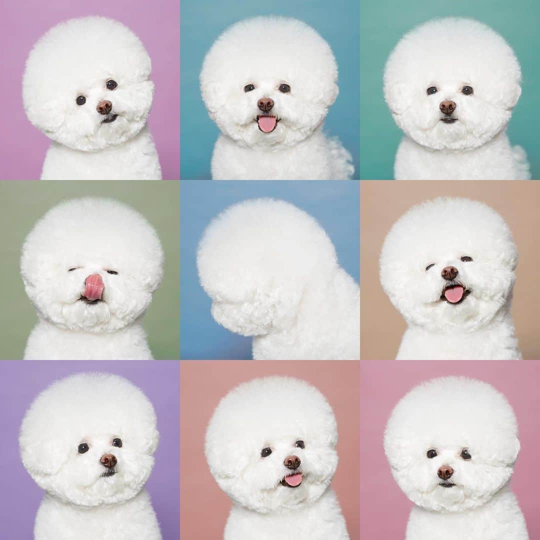 スヒョンのインスタグラム：「♥ 오늘은 2016년 1월 10일에 태어난 귀엽고 소중한 장숑 생일 🐶 #𝑱𝒂𝒏𝒈𝒔𝒖𝒉𝒚𝒖𝒏_장숑 #루체테포토」