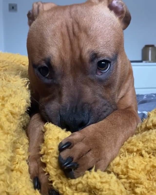 animals.coのインスタグラム：「Would you be able to resist this face 🥺 Video by @gusthexlstaffy」