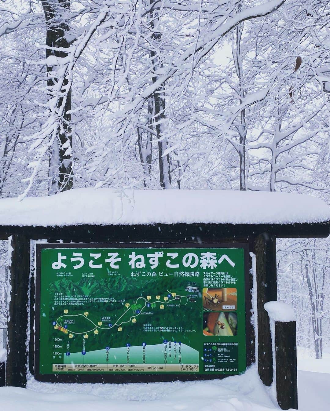 奥家沙枝子さんのインスタグラム写真 - (奥家沙枝子Instagram)「白馬岩岳の散歩道❄️ ボードを置いてコーヒーブレイクしました☕︎ . ちなみにここは鬼滅ファン注目のねずこの森🌲 雪が降る前はここに来るためのゴンドラが数時間待ちだったみたい！ . . #hakuba #japan #snow #snowboard  #snowboarding #snowsurf #winter  #mountain #outdoor #nature #beautiful #goodday #ski#winterwonderland #trip #travel #japow #powder #powday #GoPro #mountainharbor #GoProのある生活 #スノボ #スノーボード #雪 #パウダー #山 #長野#白馬#鬼滅の刃  @hakuba_iwatake  @hakubavalley」1月10日 21時34分 - saekookuya