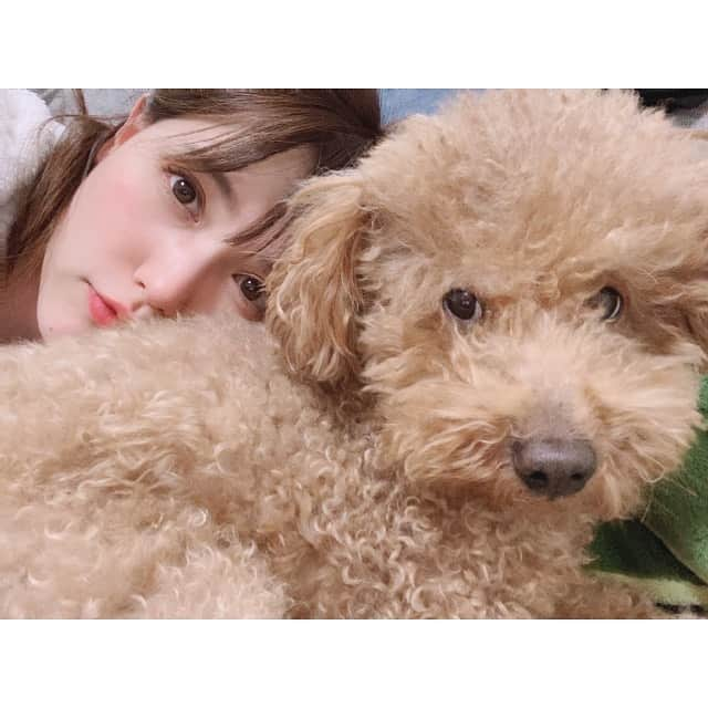 三島ゆかりさんのインスタグラム写真 - (三島ゆかりInstagram)「そろそろりんごもカットしに行ってあげないとね🐕✂️✨ もしゃもしゃの方が可愛くて好きなんよなー💖🥺 しかも服着ると絶対おしっこ失敗するから着せられへんし、短くしたら寒がるんですよね💦 家でも布団に自分から入ってくか暖房直あたりのところでおっぴろげて寝てるかやし😂 癒される〜✨✨ #トイプードル #りんご #愛犬 #犬好きな人と繋がりたい #シニア犬 #寒がり #もしゃもしゃ #トリミング前 #かわいい #家族 #三島ゆかり #ゆかりんご #犬ばか部 #dogstagram #instagood #instalike #lovedogs #follow」1月10日 21時46分 - apple340