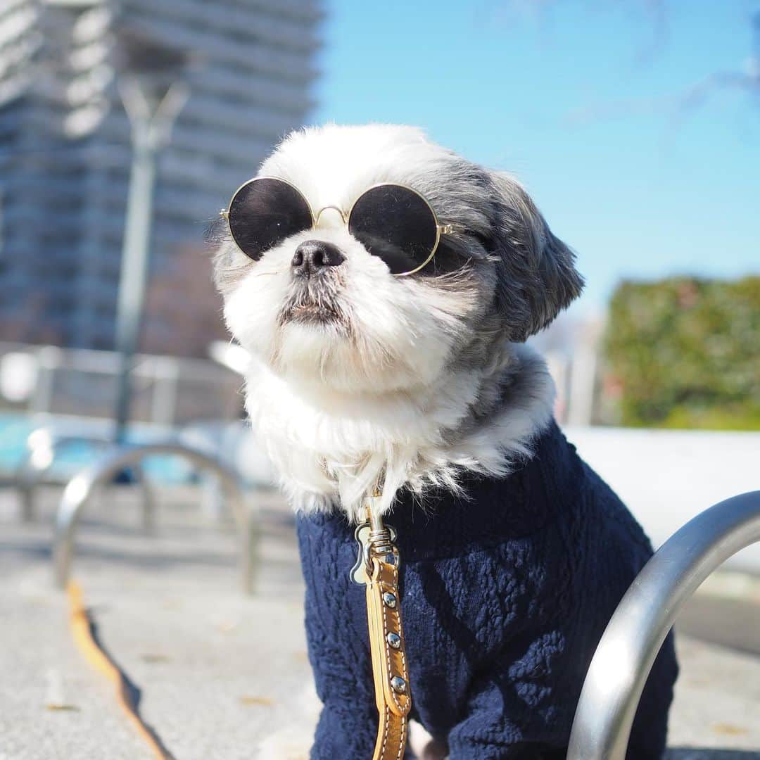 いくらさんのインスタグラム写真 - (いくらInstagram)「今年、初レノソ🐶🕶✨👍 ・ さっそく鼻をヒクヒクしながら美女を探してるしっ🤣🤙 ・ 使いすぎたのか雑に扱っていたのか分からないけどフレームが曲がっちゃったので（4枚目🤣）新しい🕶をGET🤙 ・ まさか、同じ🕶を2回も買うことになるとは予想してなかったぜ😎笑 ・ 今年もチャラチャラ飛ばしてくぜ🤙 ・ ・ #ジョソレノソ #shizthu #シーズー #dogsofinstagram #シース #dog #shihtzu #犬 #shizthulovers #cute #シーズー犬 #犬のいる暮らし #シーズー男の子 #dogstagram #シーズー大好き #いぬすたぐらむ #シーズー大好き部 #わんすたぐらむ #愛犬 #ふわもこ部 #shihtzugram #いぬバカ部 #cutedogs #shihtzulovers」1月10日 21時49分 - i_am_ikura