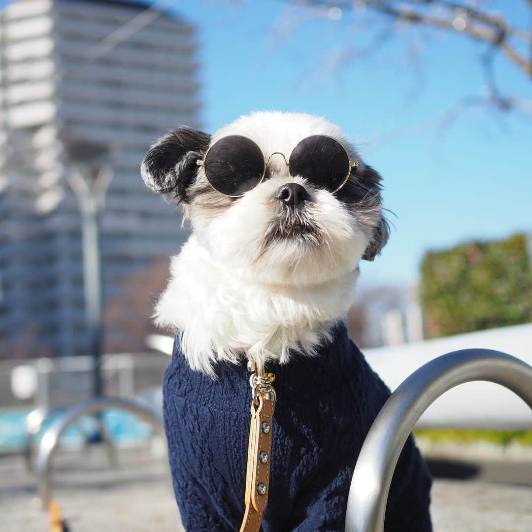 いくらさんのインスタグラム写真 - (いくらInstagram)「今年、初レノソ🐶🕶✨👍 ・ さっそく鼻をヒクヒクしながら美女を探してるしっ🤣🤙 ・ 使いすぎたのか雑に扱っていたのか分からないけどフレームが曲がっちゃったので（4枚目🤣）新しい🕶をGET🤙 ・ まさか、同じ🕶を2回も買うことになるとは予想してなかったぜ😎笑 ・ 今年もチャラチャラ飛ばしてくぜ🤙 ・ ・ #ジョソレノソ #shizthu #シーズー #dogsofinstagram #シース #dog #shihtzu #犬 #shizthulovers #cute #シーズー犬 #犬のいる暮らし #シーズー男の子 #dogstagram #シーズー大好き #いぬすたぐらむ #シーズー大好き部 #わんすたぐらむ #愛犬 #ふわもこ部 #shihtzugram #いぬバカ部 #cutedogs #shihtzulovers」1月10日 21時49分 - i_am_ikura