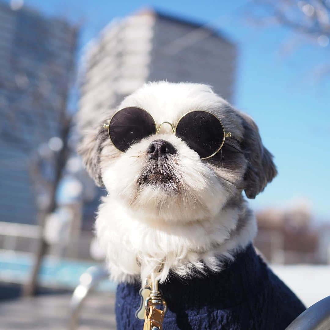 いくらさんのインスタグラム写真 - (いくらInstagram)「今年、初レノソ🐶🕶✨👍 ・ さっそく鼻をヒクヒクしながら美女を探してるしっ🤣🤙 ・ 使いすぎたのか雑に扱っていたのか分からないけどフレームが曲がっちゃったので（4枚目🤣）新しい🕶をGET🤙 ・ まさか、同じ🕶を2回も買うことになるとは予想してなかったぜ😎笑 ・ 今年もチャラチャラ飛ばしてくぜ🤙 ・ ・ #ジョソレノソ #shizthu #シーズー #dogsofinstagram #シース #dog #shihtzu #犬 #shizthulovers #cute #シーズー犬 #犬のいる暮らし #シーズー男の子 #dogstagram #シーズー大好き #いぬすたぐらむ #シーズー大好き部 #わんすたぐらむ #愛犬 #ふわもこ部 #shihtzugram #いぬバカ部 #cutedogs #shihtzulovers」1月10日 21時49分 - i_am_ikura