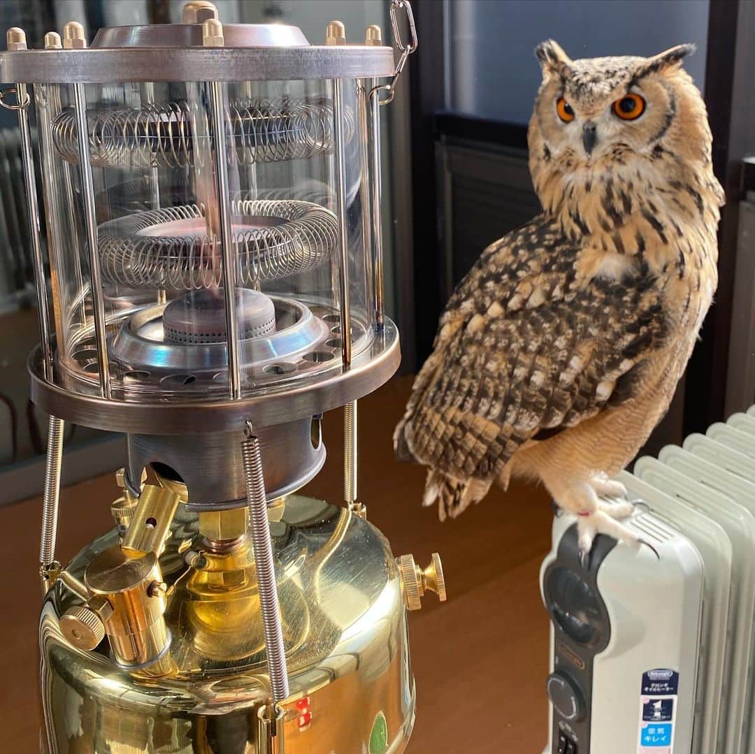 GEN3 Owlのインスタグラム：「武井ストーブ301Aという灯油ストーブを買いました。キャンプに持って行くのが楽しみ。  I bought a kerosene stove.  I'm looking forward to taking this to the next camp.  #owl #owlgaru #フクロウ #武井ストーブ」