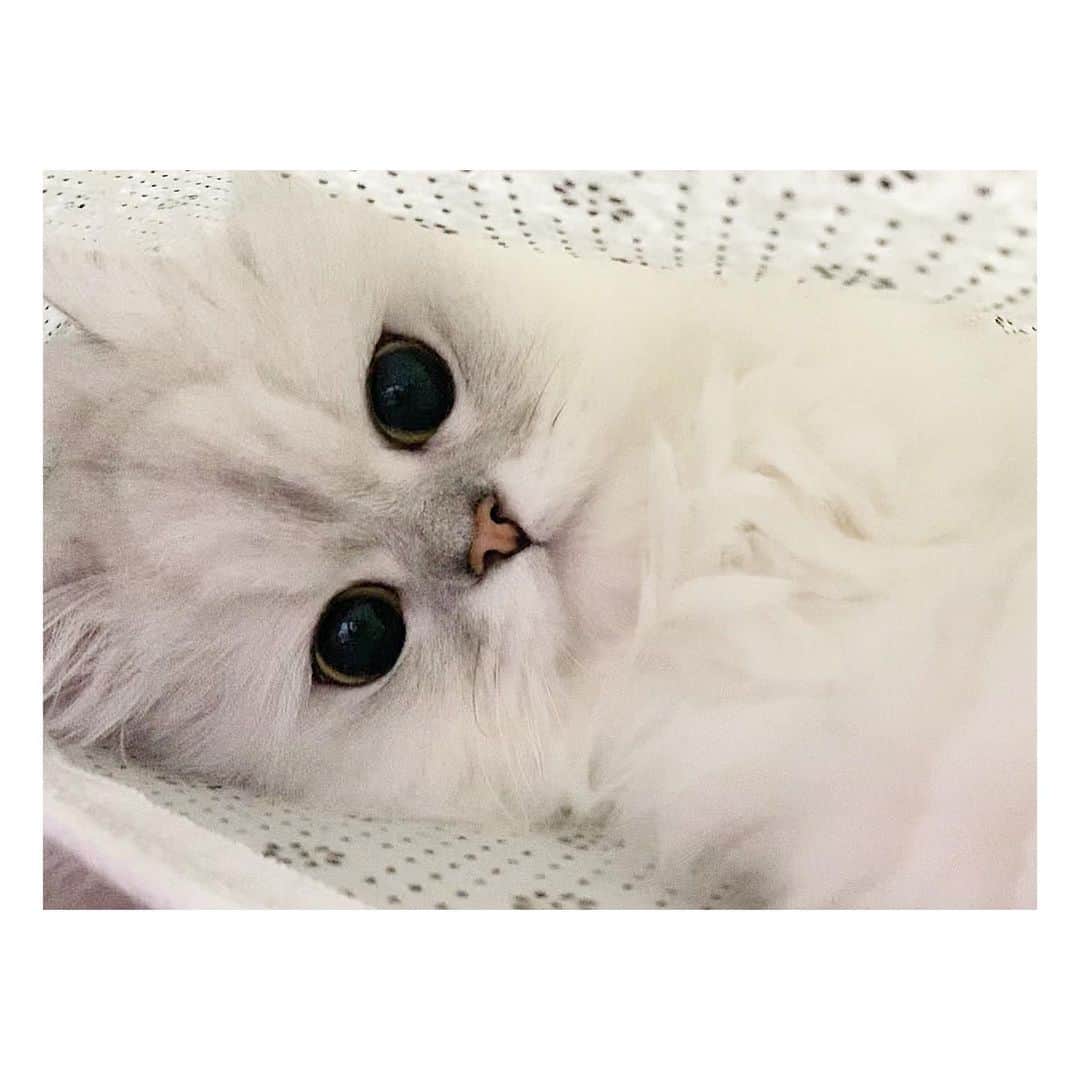 河西美希さんのインスタグラム写真 - (河西美希Instagram)「カーペットにくるまってめちゃくちゃリラックスしてた( ；ᵕ； )かぁいい…﻿ ﻿ ﻿ ﻿ #ペルシャ猫 #チンチラシルバー #ねこすたぐらむ #ねこさん #ふぉーさん #CAT #ネッコ #猫 #ねこ」1月10日 22時14分 - mikipon1111