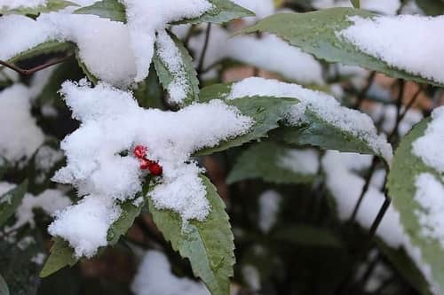 スピルリナのDICライフテック株式会社さんのインスタグラム写真 - (スピルリナのDICライフテック株式会社Instagram)「@musashiya_sohonten さま、リポストです😊 . うっとりする美しさ、、、 和の心や繊細な雪の美しさを感じますね✨✨ . 葉の部分にスピルリナ由来の青、#リナブルー をご活用いただき、ありがとうございます🙏🏼💙✨❄️ . #スピルリナ青　#スピルリナ　#dicスピルリナ　#linablue #spirulina . ↓ . ✏︎ 雪を纏う千両に しばし心委ねる。  銘 雪心(ゆきごころ) 外餡 薯蕷練り切り 中餡 あまおう  #雪 #千両 #上生菓子 #和菓子 #器 #村上躍 #武蔵屋総本店  #snow #leaf #strawberry #wagashi #instagram  #instafood  #instagood  #instagramjapan  #foodstagram  #foodphotography  #japan」1月10日 22時27分 - dic_spirulina