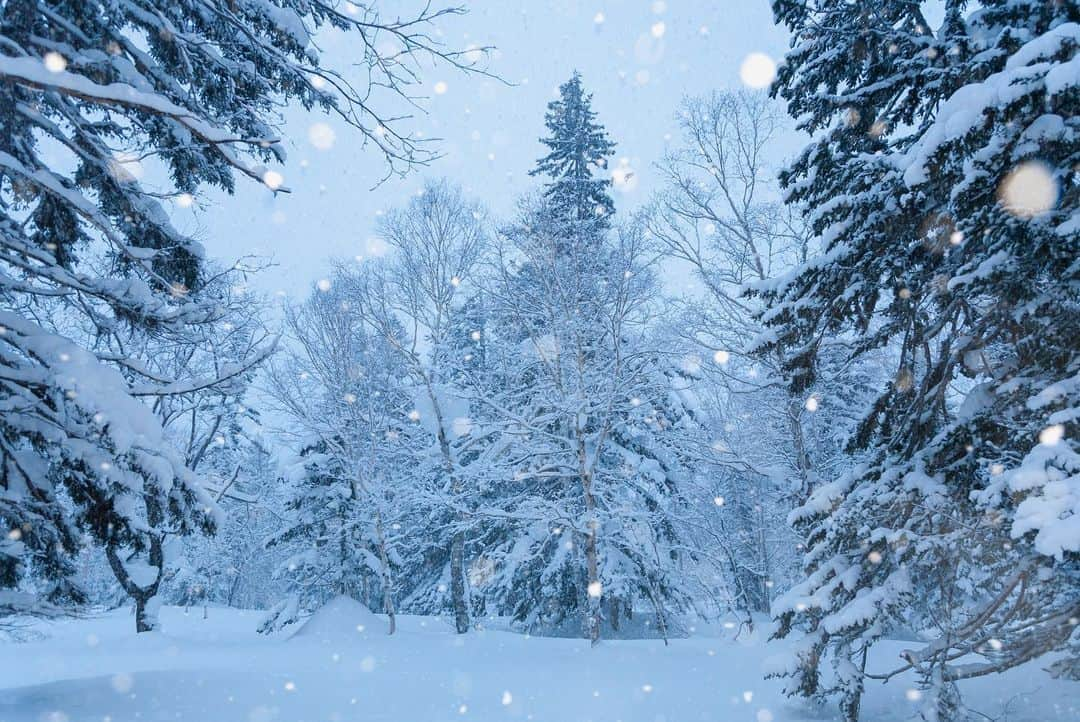 Michael Yamashitaさんのインスタグラム写真 - (Michael YamashitaInstagram)「Too cold to play outside today. #snowbound #snowcountry #hokkaido  #japantravel」1月10日 22時38分 - yamashitaphoto