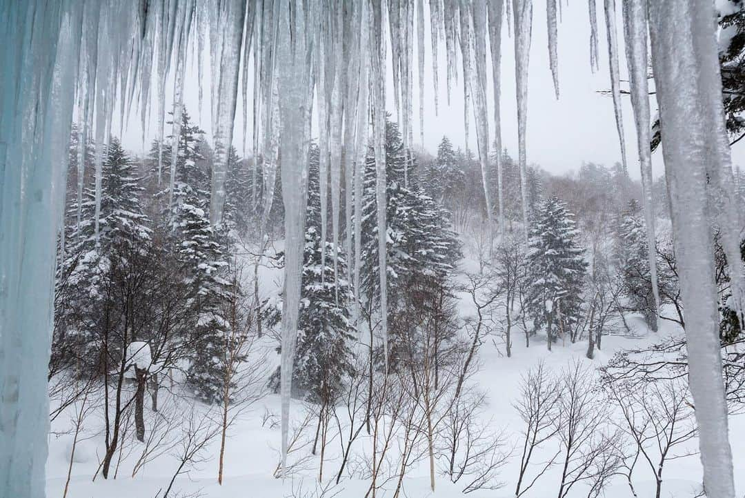 Michael Yamashitaさんのインスタグラム写真 - (Michael YamashitaInstagram)「Too cold to play outside today. #snowbound #snowcountry #hokkaido  #japantravel」1月10日 22時38分 - yamashitaphoto