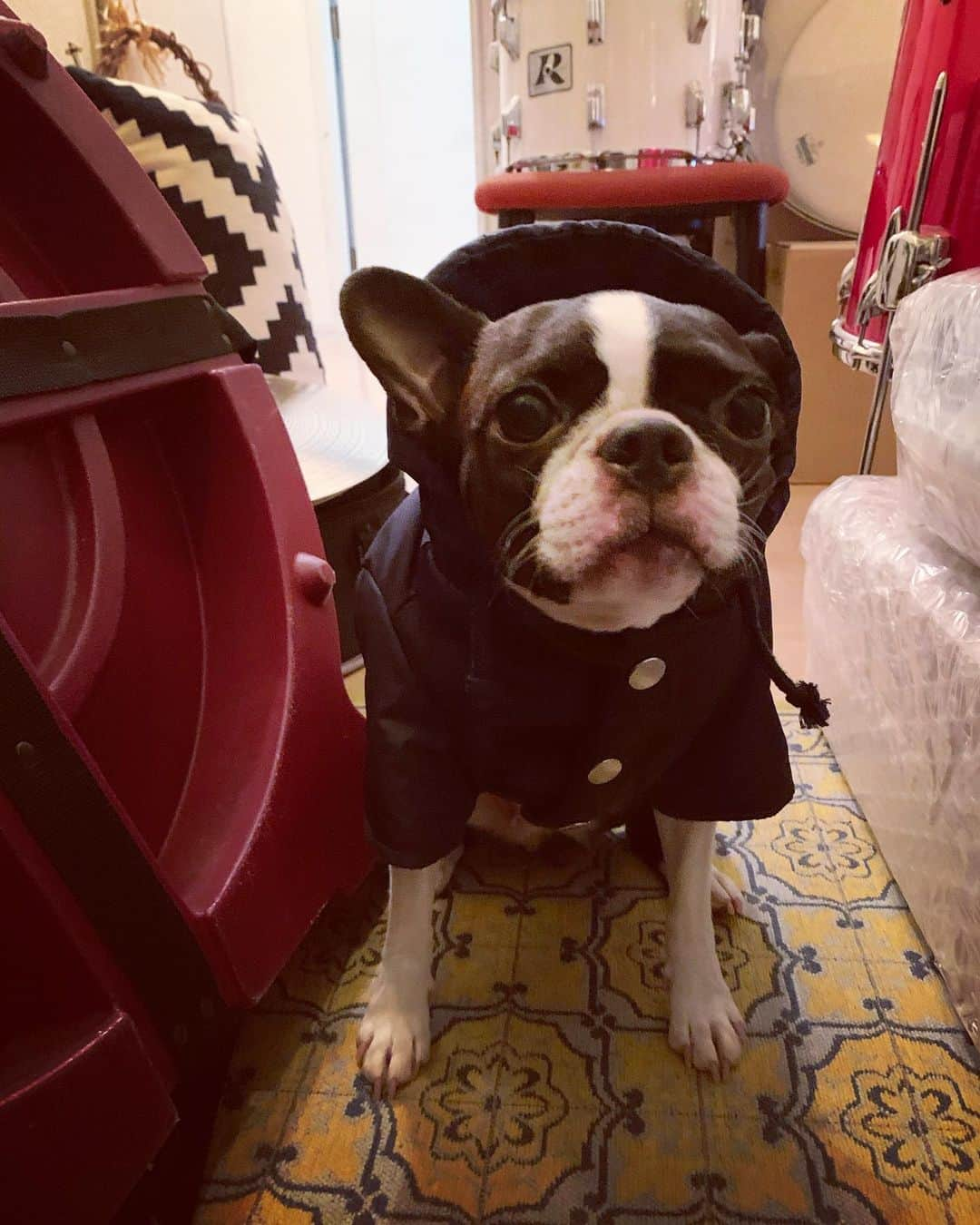 神谷洵平さんのインスタグラム写真 - (神谷洵平Instagram)「パーカー着てお散歩へ🏃🏻‍♂️ #bostonterrier  #ボストンテリア　#ボステリ　#牛　#機材　#いぬすたぐらむ」1月10日 22時41分 - junpeikamiya