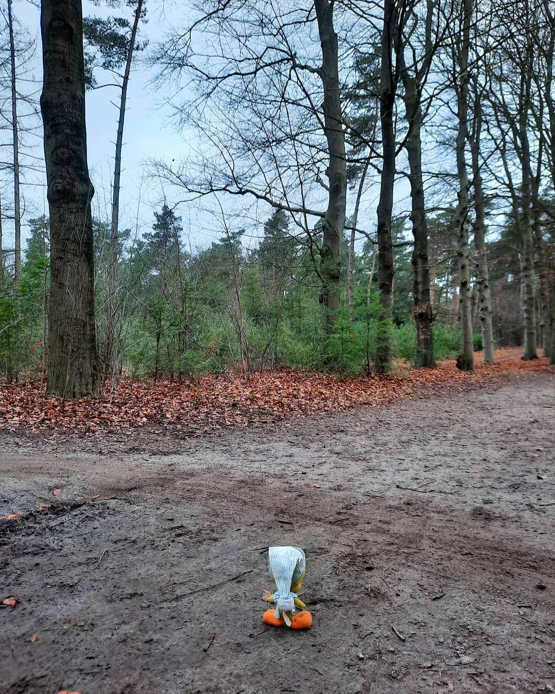 Little Yellow Birdさんのインスタグラム写真 - (Little Yellow BirdInstagram)「Mmm...left or right? #littleyellowbird #tweety #tweetykweelapis #adventures #yellow #bird #weekend #sunday #walking #outdoors #baarn #landgoedgroeneveld #devuursche #bos #woods #crossroads #january #winter #stillinlockdown #stupidvirus #stuffedanimalsofinstagram #plushiesofinstagram.」1月10日 23時00分 - tweetykweelapis