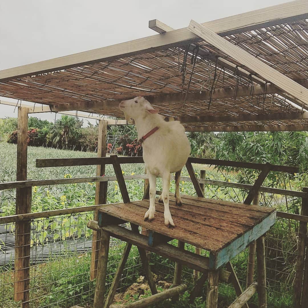 松坂南さんのインスタグラム写真 - (松坂南Instagram)「こちらは、ヤギさん😃💓  ヤギがこんなに可愛いなんて知らなかった。  食べちゃダメ😢 いいところに飼われててよかった✨  #love #ヤギ #ヤギのいる生活  #犬みたいなヤギ  #伊良部島」1月10日 23時06分 - minami_matsuzaka