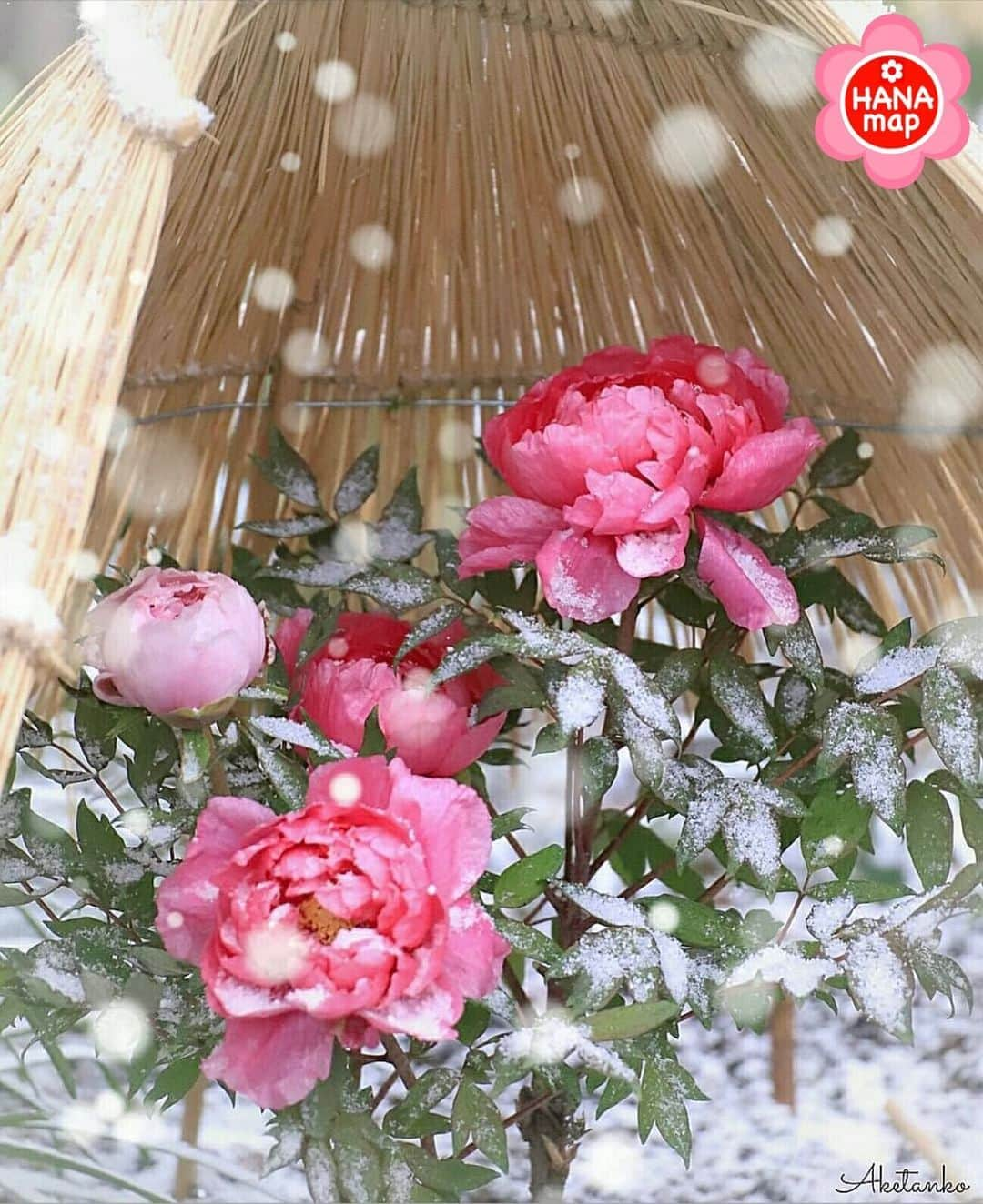 はなまっぷ❁日本の花風景さんのインスタグラム写真 - (はなまっぷ❁日本の花風景Instagram)「🌸はなまっぷ🌸 *  @aketanko さんの 花のある風景に花まるを💮 * 雪の中で咲く気高く美しい冬牡丹をありがとうございます😊🌸 * 福岡 #筥崎宮 Hakozakigu, Fukuoka Pref. * 🌼牡丹の花言葉📝🌼 風格、富貴 * 見頃を過ぎている場所もご紹介しています。お出かけの際はHP等で最新の情報をご確認くださいね🙏🌸 * 🌸•••🌸•••🌸•••🌸•••🌸•••🌸 * いつも素敵なお花をありがとうございます😊 日本の花のある風景にタグ付けしてください🌸 お花があれば何でもOKです💓 * #はなまっぷ * #日本の美しい花風景#花のある風景#花#花言葉#風景#冬牡丹#牡丹#雪 * 🌸••••••お知らせ••••••🌸 * 花の写真展に参加してみませんか？？ 詳細はプロフィール記載のHP内をご覧ください」1月10日 23時14分 - hanamap