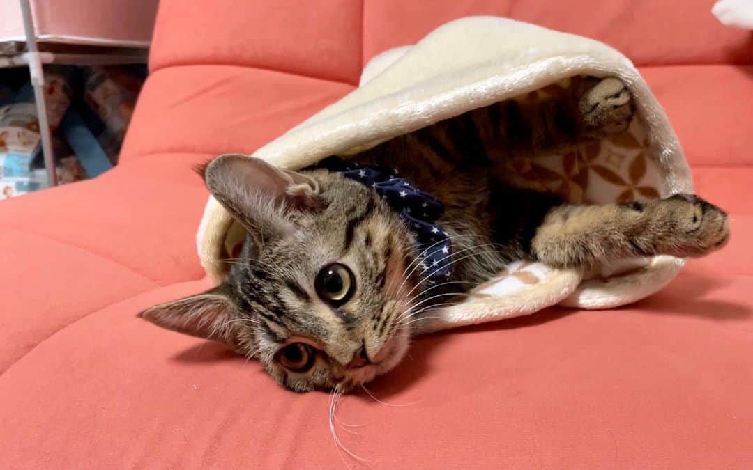 ちょりさんのインスタグラム写真 - (ちょりInstagram)「毛布包まれおちゃみ🐱✨  #ちょり #ちゃみ #ちょりちゃみチャンネル #猫 #ねこ #ねこ部 #にゃんすたぐらむ #にゃんこ #子猫」1月10日 23時43分 - neko_chori