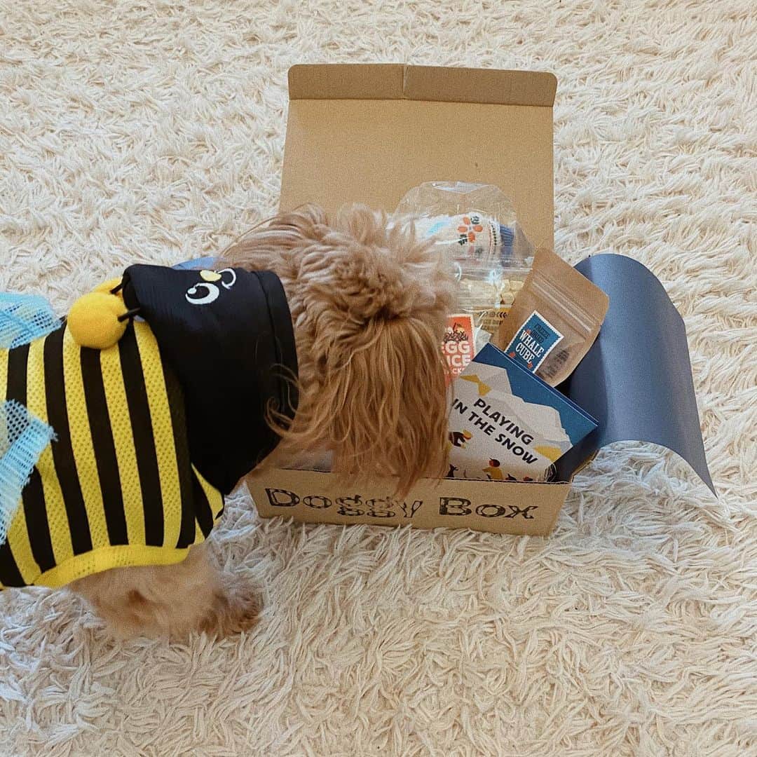 大和屋穂香（ほのちぃ）のインスタグラム：「・ 気になっていた @doggybox_jp の #doggxbox 1月号を愛犬ちゃんに頼んでみた🐶❤️  愛犬ちゃんもだけど 私たち家族まで嬉しくて ワクワクするプレゼント🤍  入ってたおやつが ・モッツァレラチーズ ・くじら肉キューブ ・たまごせんべい  入ってたおもちゃ ・セーター ・帽子  プラスわんちゃん用の化粧水まで😭 おもちゃも気に入ってずっと遊んでた✨  愛犬ちゃんの月一の楽しみにも続けたいなぁ❤️❤️」
