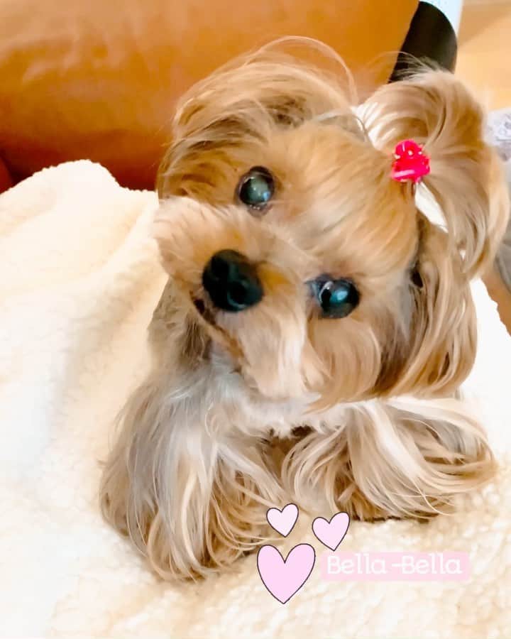 Kodie Bearのインスタグラム：「🐶💭Surprise 🎁from Louisiana !! Somie and I will be thinking about Sweet Bella Bella🎀. Thank You♥️♥️」