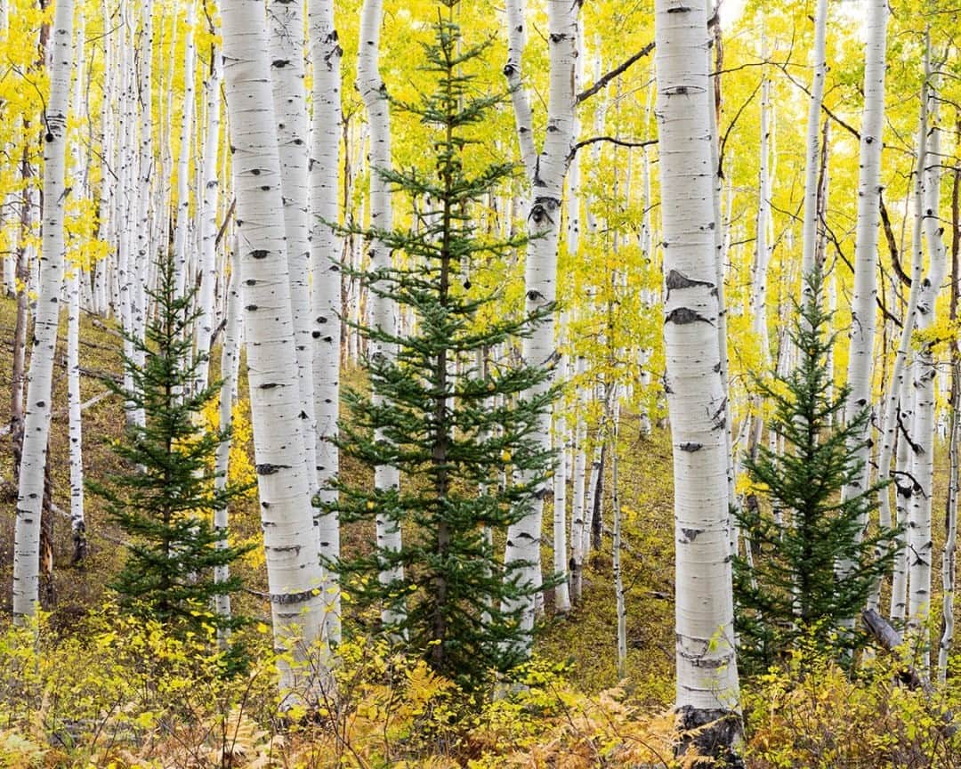 National Geographic Travelさんのインスタグラム写真 - (National Geographic TravelInstagram)「Photo by @stephen_matera / Aspen trees, like these near Crested Butte, Colorado, grow in clonal colonies and spread through a root system. A colony can live for tens of thousands of years, like the Pando colony in Utah, estimated to be 80,000 years old. Follow me @stephen_matera for more images like this from Colorado and around the world. #autumn #colorado」1月11日 0時37分 - natgeotravel