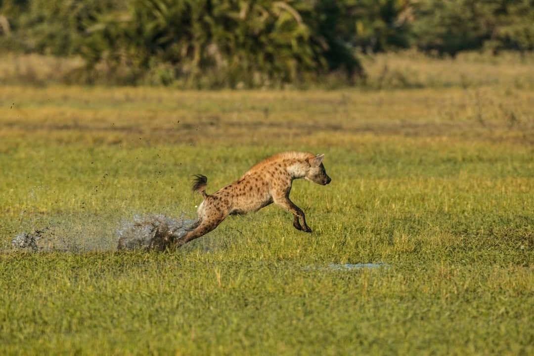 ナショナルジオグラフィックのインスタグラム