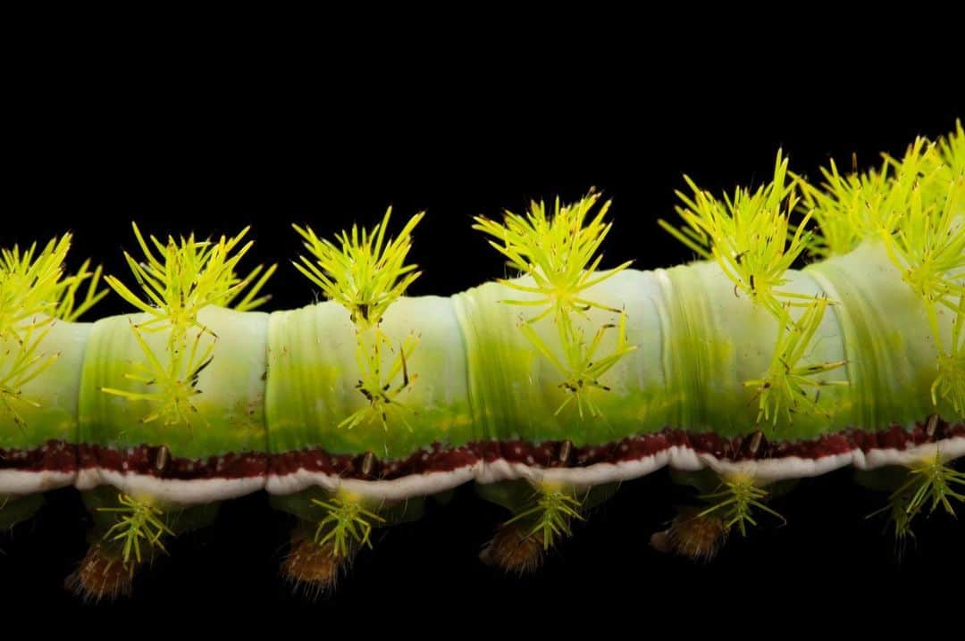 Joel Sartoreさんのインスタグラム写真 - (Joel SartoreInstagram)「While feeding, young io caterpillars exhibit an interesting behavior known as queuing. This is when as many as 40 caterpillars will gather and travel in procession, and each caterpillar has its head against the posterior of the individual in front of them. Once the caterpillars are older, they will feed alone until they are ready to spin papery cocoons and begin their transformation into io moths. Photo taken @auduboninstitute. #iocaterpillar #caterpillar #green #spiky #bright #spines #queuing #PhotoArk #savetogether」1月11日 0時54分 - joelsartore