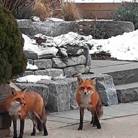PJクォンのインスタグラム：「Like the words in the song 'what does the fox say?' (And his brother too!) #urbanwildlife this morning in East end Toronto!!」