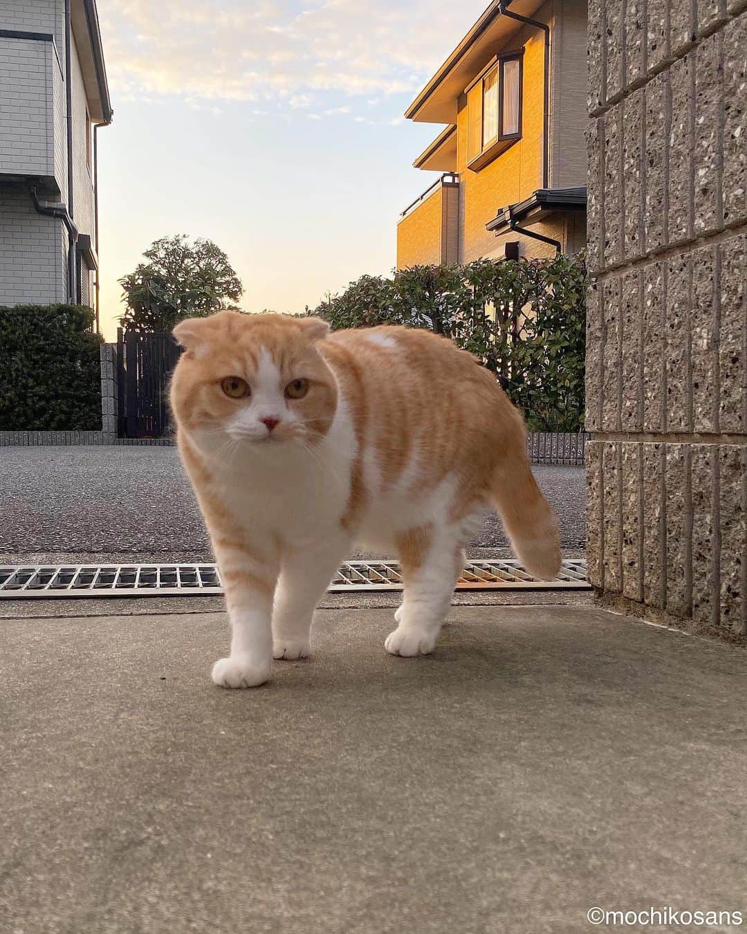 もちさん / mochiのインスタグラム