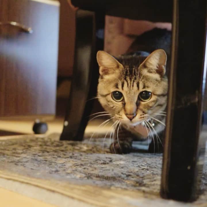 のインスタグラム：「. . 一度下がって、 加速つけて行くよーー😸♫ . . #メメ子のうりうりダッシュ #そういやタグ作ってたな #タグの履歴機能があれば良いなあ #そしたらコピペしなくて良くなるのに . #catsofinstagram #instacat #catlife #猫との暮らし #無敵の親バカ同盟 #キジトラ」