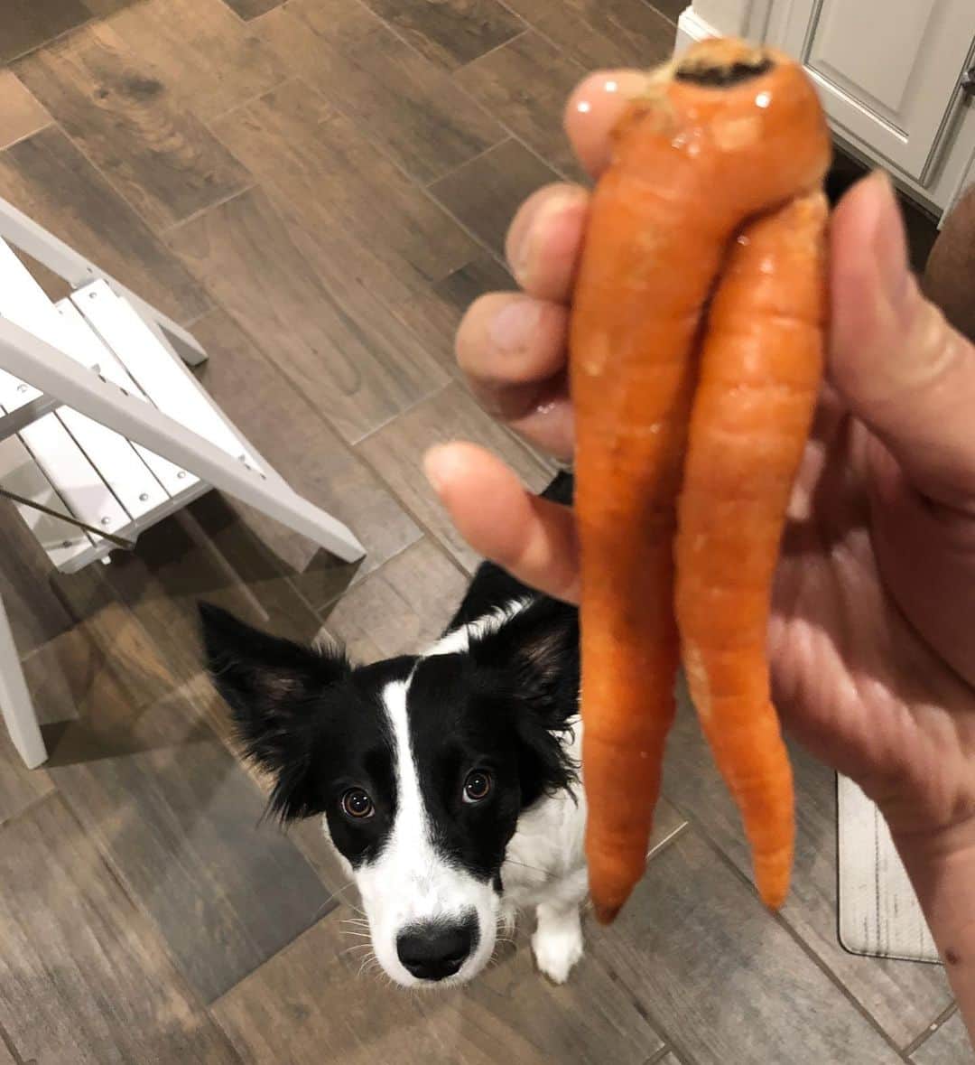 Jazzy Cooper Fostersさんのインスタグラム写真 - (Jazzy Cooper FostersInstagram)「Sexy legs🦵🥕 Aren’t those supposed to bring a good fortune or something in certain cultures? 🔮」1月11日 1時17分 - bordernerd