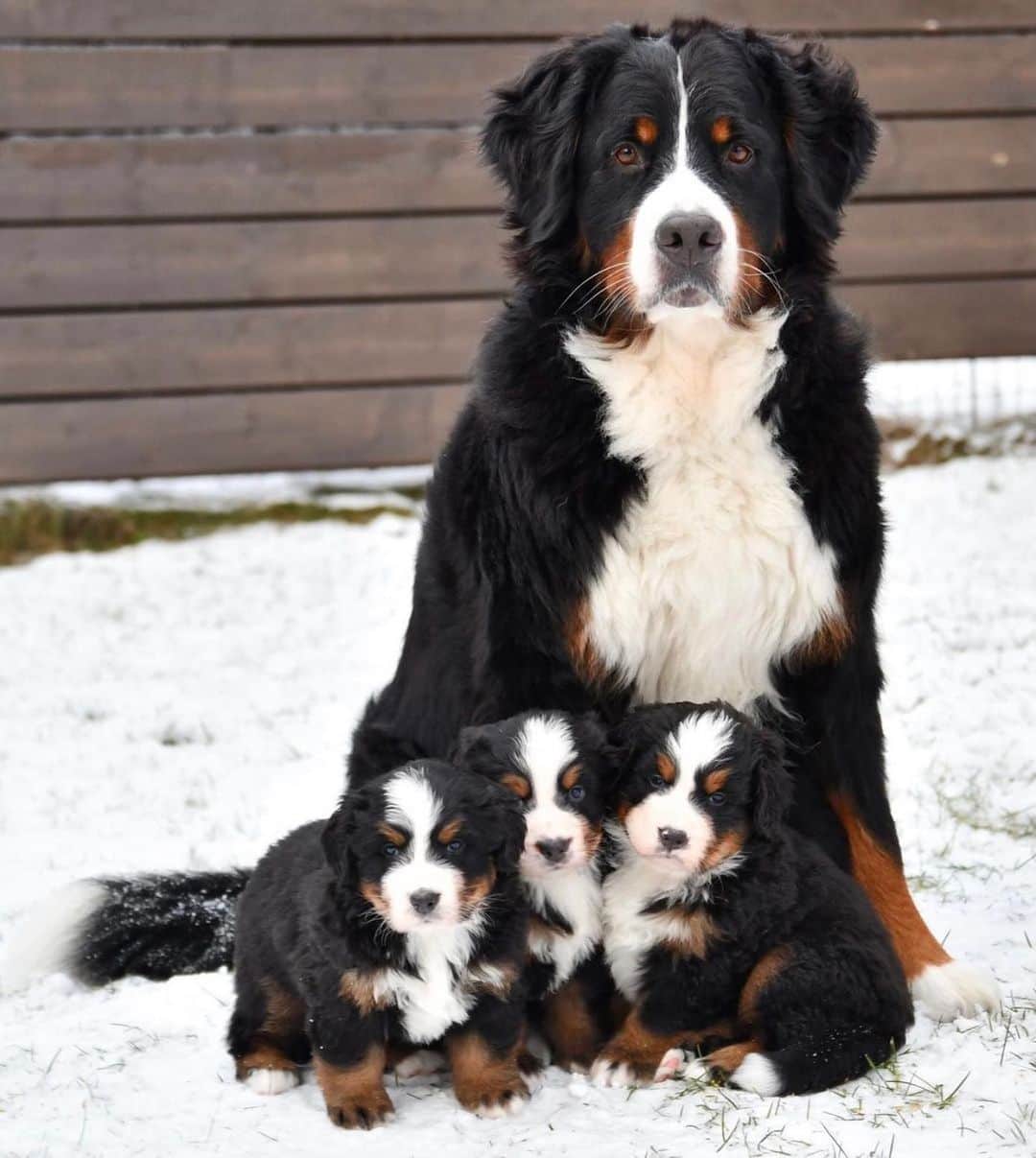 bestvacationsのインスタグラム：「via @travelawesome ❄️ Family portraits in the snow ⛄️ By @funaticbmd #bestvacations  #winter  . . . . #cute #love #stylish #photooftheday #perfect #fashioninsta #bestoftheday #gorgeous #beautiful #streetstyle #amazing #balcony #goals #babies #fashionpost #girl #dress #beach #inspiration #baby #fashionable #flowers #style #fashion #fashionblog #babe #travelawesome」