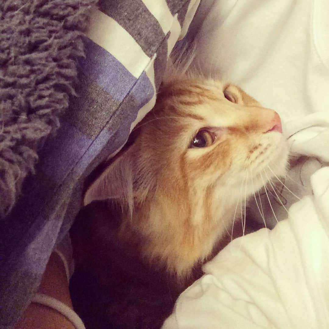 岡田屋鉄蔵のインスタグラム：「珍しくハムさん布団に入って来た。けど直ぐに熱くなって出て行きました。長毛あるある」