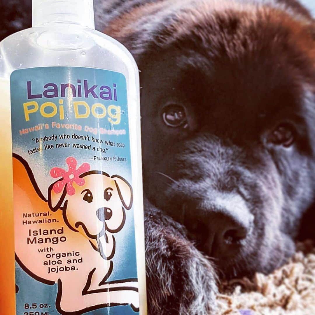 Lanikai Bath and Bodyさんのインスタグラム写真 - (Lanikai Bath and BodyInstagram)「Irresistible- the tropical mango scent and those puppy eyes! Our botanical based shampoo suds up to a lush lather...cuddle ready in no time! (As if @nessie.and.lana has a hard time with that!)   Natural, pure and poi dog approved!   Send us pictures of your pooch to be featured.  #dogshampoo #labradoodle #doodle #puppy #love #lanikai #hawaii #natural #organic #mango #dogs #bathtime #spa #cotton #quality #pure #dogsofinstagram #dogsofinsta #doglife #hawaiilifestyle」1月11日 1時57分 - lanikaibathandbody