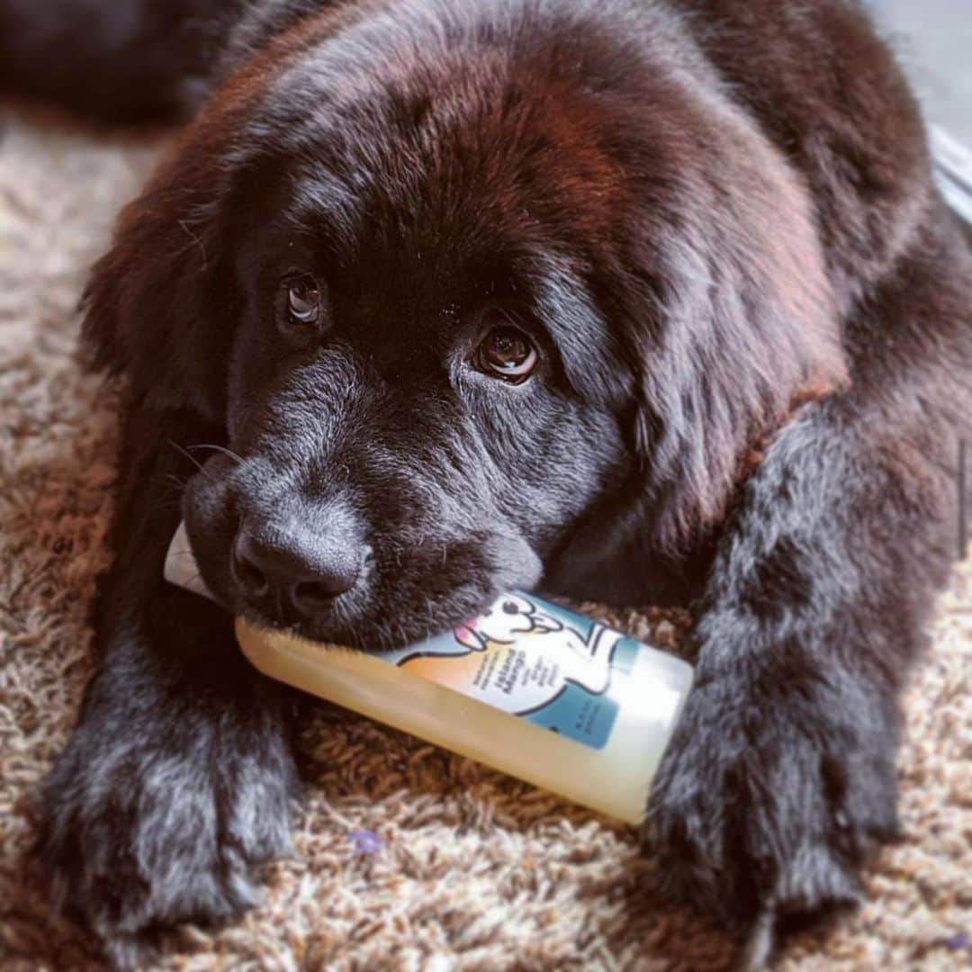 Lanikai Bath and Bodyさんのインスタグラム写真 - (Lanikai Bath and BodyInstagram)「Irresistible- the tropical mango scent and those puppy eyes! Our botanical based shampoo suds up to a lush lather...cuddle ready in no time! (As if @nessie.and.lana has a hard time with that!)   Natural, pure and poi dog approved!   Send us pictures of your pooch to be featured.  #dogshampoo #labradoodle #doodle #puppy #love #lanikai #hawaii #natural #organic #mango #dogs #bathtime #spa #cotton #quality #pure #dogsofinstagram #dogsofinsta #doglife #hawaiilifestyle」1月11日 1時57分 - lanikaibathandbody