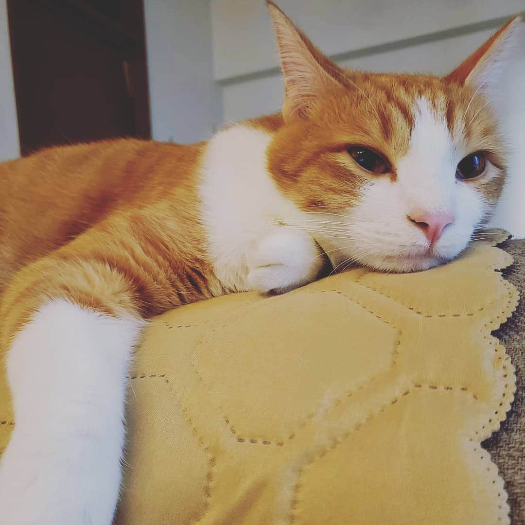 柚月美穂のインスタグラム：「なにさ。そのお顔。🐈 .  #成人の日 . .  新成人の皆さん。おめでとうございます。 . 今年は各地それぞれ違う形での 成人の日(成人式)ですよね . でも まずは健康第一！命だいじに！ が一番だと思うので . おうちでこんな感じでもいかがですか🐈 . . 成人式も楽しいですが 今思い返せば 着物を着た時間も一瞬で 朝早くて眠かった。 人いっぱいだった。 なんなら中高卒業してまだ何年も経ってないから そこまで懐かし〜！！さが無かった。 位しか思い出せません。笑 ※個人差あります、笑 ちゃんと楽しかったですよ！笑 . . でも . . なによりも、命があれば、会いたい人にも また必ず会えるのです。 . . もちろん、晴れ着は特別なモノなので 写真などは撮っておいたほうが良いですが🧚 今は色々な撮影サービスもありますし📷 . 私も娘がいたら、自分が写真撮れるもんだから きっとカメラ総出で撮影すると思います🤓ふふ . . なんて。 . . 何はともあれ 今は色々なものが制限されていて思い通りにはいかないですが 歳を追うごとに大変な事の倍以上に 楽しい事も心の余裕も増えていきますよ🤸🏼‍♂️ 明るい未来が待っていますように祈ります*•｡.* ﾟ* . . ゆっくりまったり素敵な一日になります様に*•｡.* ﾟ* . .」