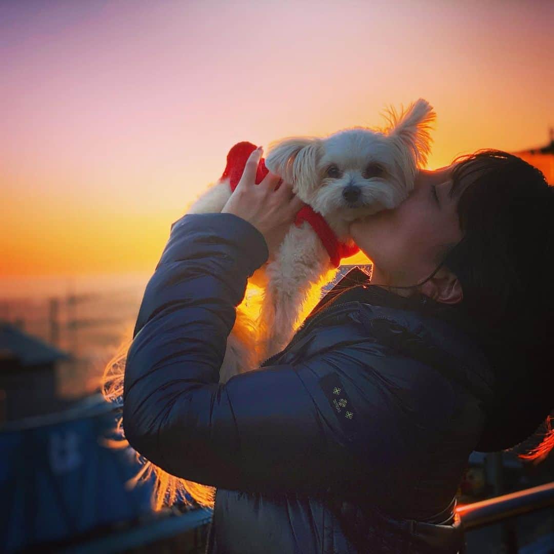 チャン・リーメイのインスタグラム：「今年の初日の出？？ ✴︎ ならぬ、 ✴︎ 初夕焼けでの１枚✨😅 ✴︎ そして初キッス💋 ✴︎ ✴︎ 今夜は関東でも初雪とか…！ ✴︎ 皆さま暖かくしてお過ごしください💓 ✴︎ ✴︎ #nodognolife #夕焼け #初夕焼け #dogslover #pomeranianmix #犬との生活 #保護犬を家族に」