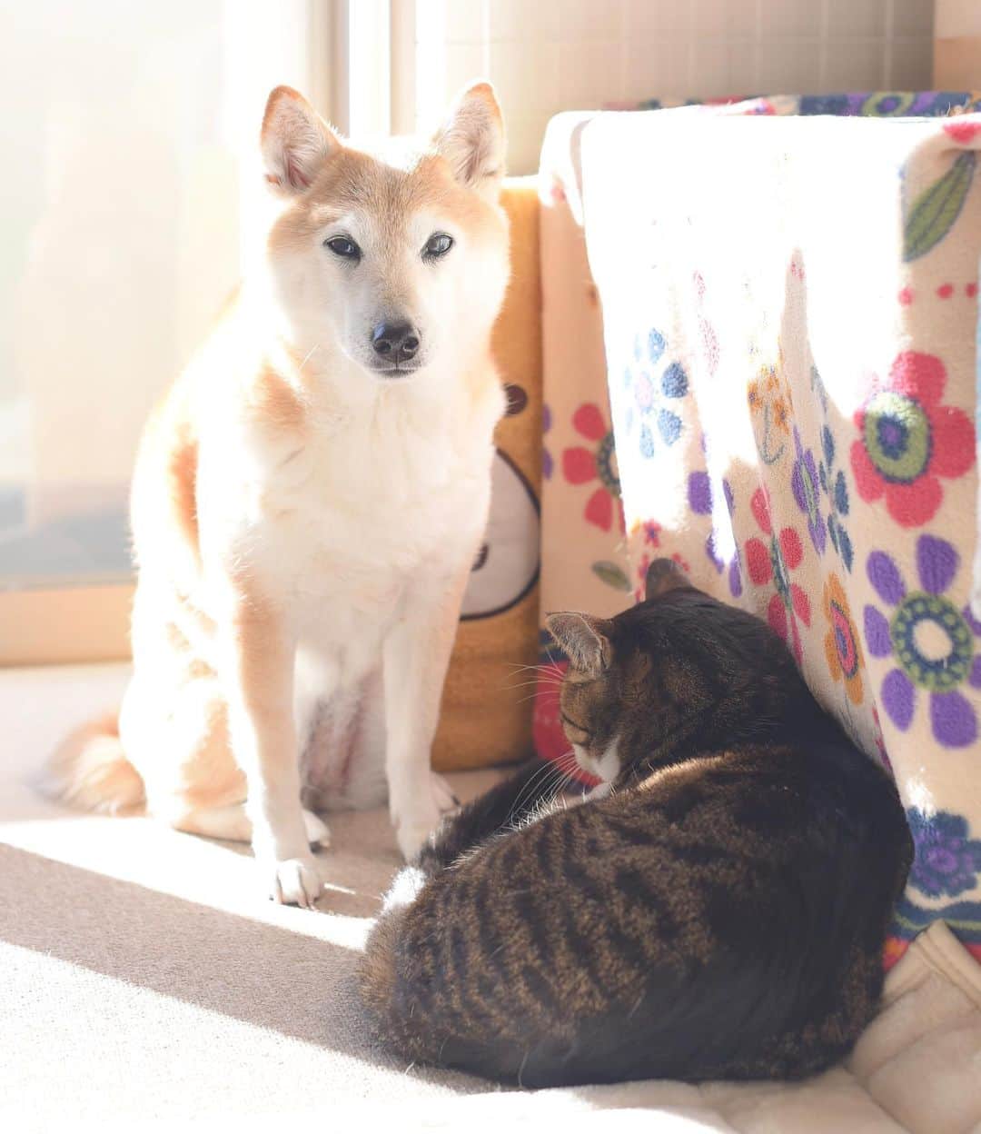 meekooのインスタグラム：「りんごさんにたくさんの応援コメントありがとうございました🙏🏻 まだまだ安心はできませんが、りんごさんと一緒にのんびり頑張っていきます🍀 2021.1.9撮影」