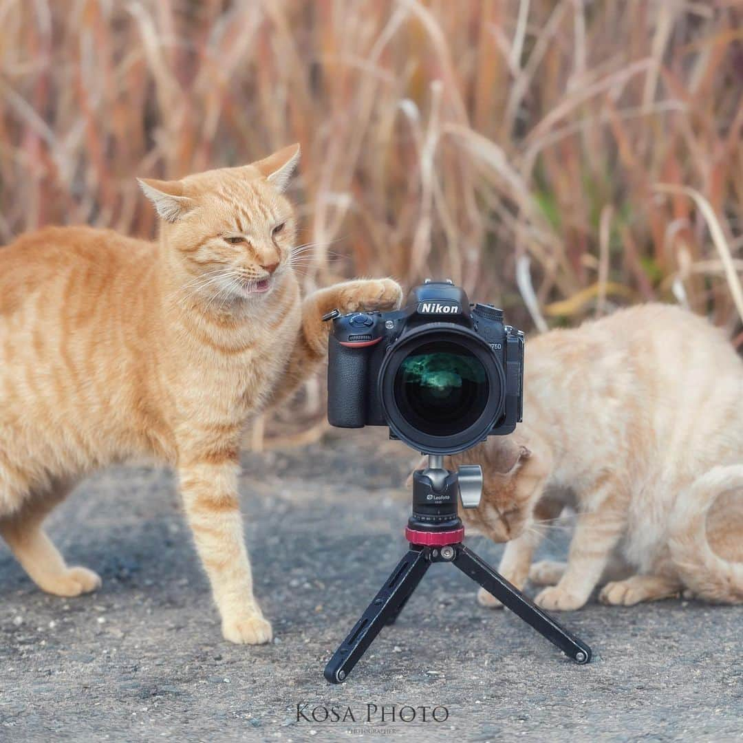 コサさんのインスタグラム写真 - (コサInstagram)「はい！ 撮るニャー📸  シャッターチャンスは一度切り . Location:和歌山 Wakayama / Japan🇯🇵 Date:2020年12月 . #猫 #raytrekフォトコンテスト2020 #レイトレッククリエイター #YourShotPhotographer #japan_bestpic_ #IGersJP #Japan_Daytime_View #Rox_Captures #nipponpic_member #広がり同盟メンバー #art_of_japan_ #tokyocameraclub #dpj_member #team_jp_ #IG_PHOS #photo_jpn #ptk_japan #pt_life_ #bestjapanpics #Lovers_Nippon #nekoclub #にゃんすたぐらむ #猫写真 #catsofinstagram #cats_of_world #catstagram #topcatphoto #exclusive_cats #cat_features #kings_cats」1月11日 12時12分 - kosa_photo