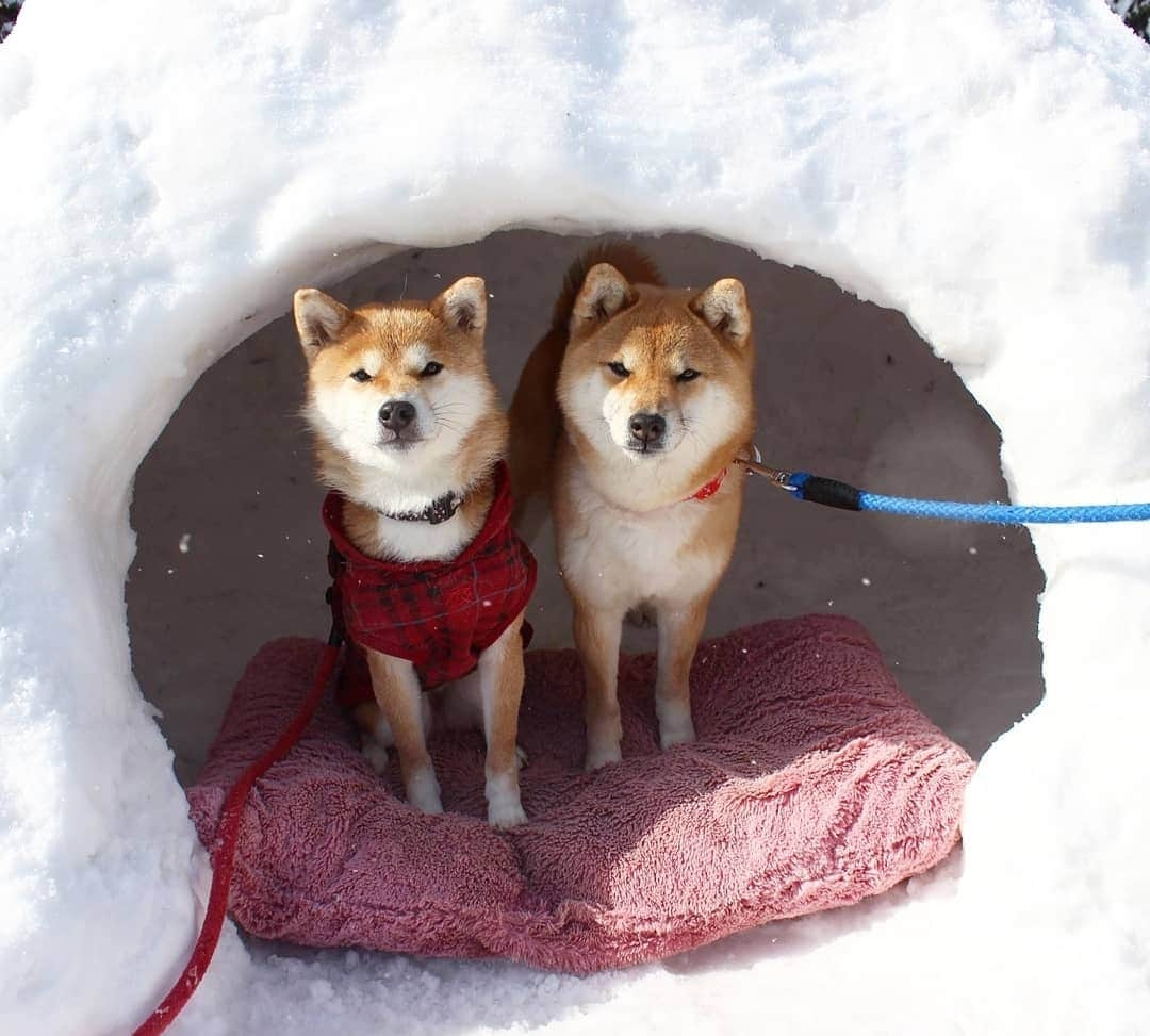 柴犬たま Shibainu Tamaのインスタグラム