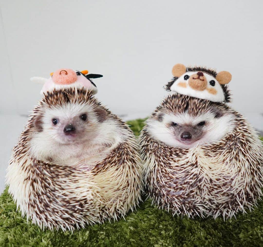 のインスタグラム：「ウシハリのレイ🐄とハリハリのラニ🦔  レイは頭に乗せられるのを嫌がったので尻になりました。(2枚目以降)  #こたちゃん帽 #ハリネズミのラニ #ハリネズミのレイ #ハリネズミ #はりねずみ #ハリネズミのいる暮らし #ハリフル #モフモフ部 #hedgie #hedgehog #hedgehogs #hedgehoglove #hedgehogsofinstagram #Igel #hérisson #riccio #erizo #lani #lei」