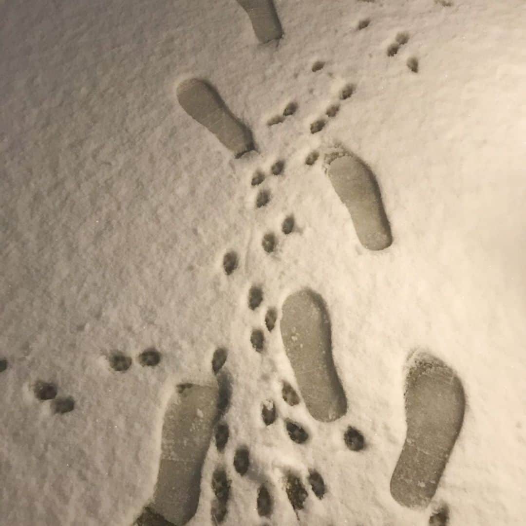 河村美咲さんのインスタグラム写真 - (河村美咲Instagram)「この連休も広い範囲で雪の予報になりそうですね☃️ 皆様体調、雪道にお気をつけて、安全な連休であります様に☺︎ 写真は3年前東京で雪が積もった時の。愛犬の足跡と私の足跡🐾 愛犬の足跡がかわいい🐶💕 #雪」1月11日 12時14分 - misaki_haaan