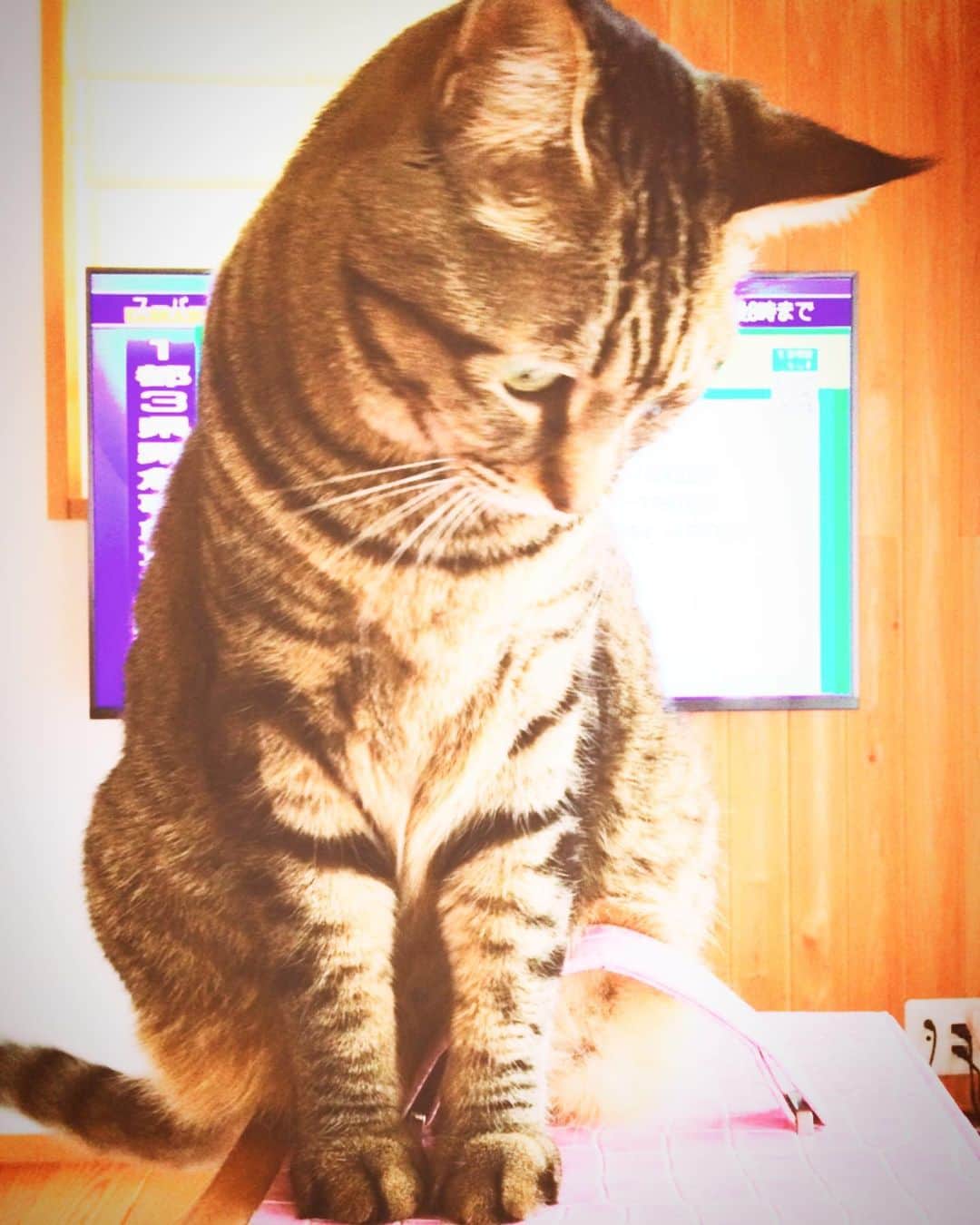 のインスタグラム：「もはやテレビ見せる気なし。  #うちのお嬢さん」