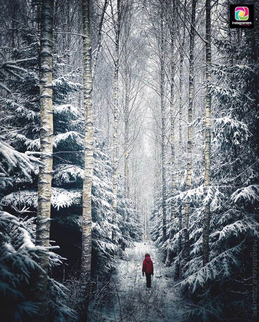 Instagramersさんのインスタグラム写真 - (InstagramersInstagram)「Snowy forest by @magdalena.szurek and @igerspoland ❄️🤍📸✨ #igerspoland #igers」1月11日 3時49分 - igers