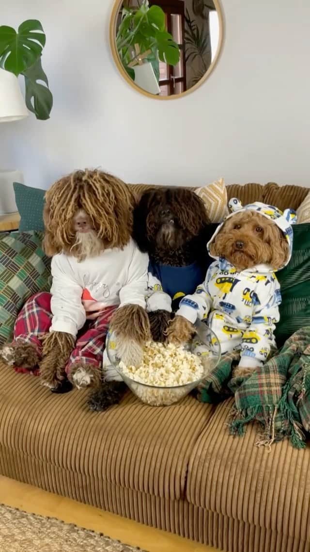 DogsOf Instagramのインスタグラム：「“Waiting until the movie starts to eat your popcorn, hardest thing in the world. 🍿” — @trufomakesmyday   Do you start eating popcorn before or after the movie starts?   #dogsofinstagram #weekendplans #sundayplans #movien」
