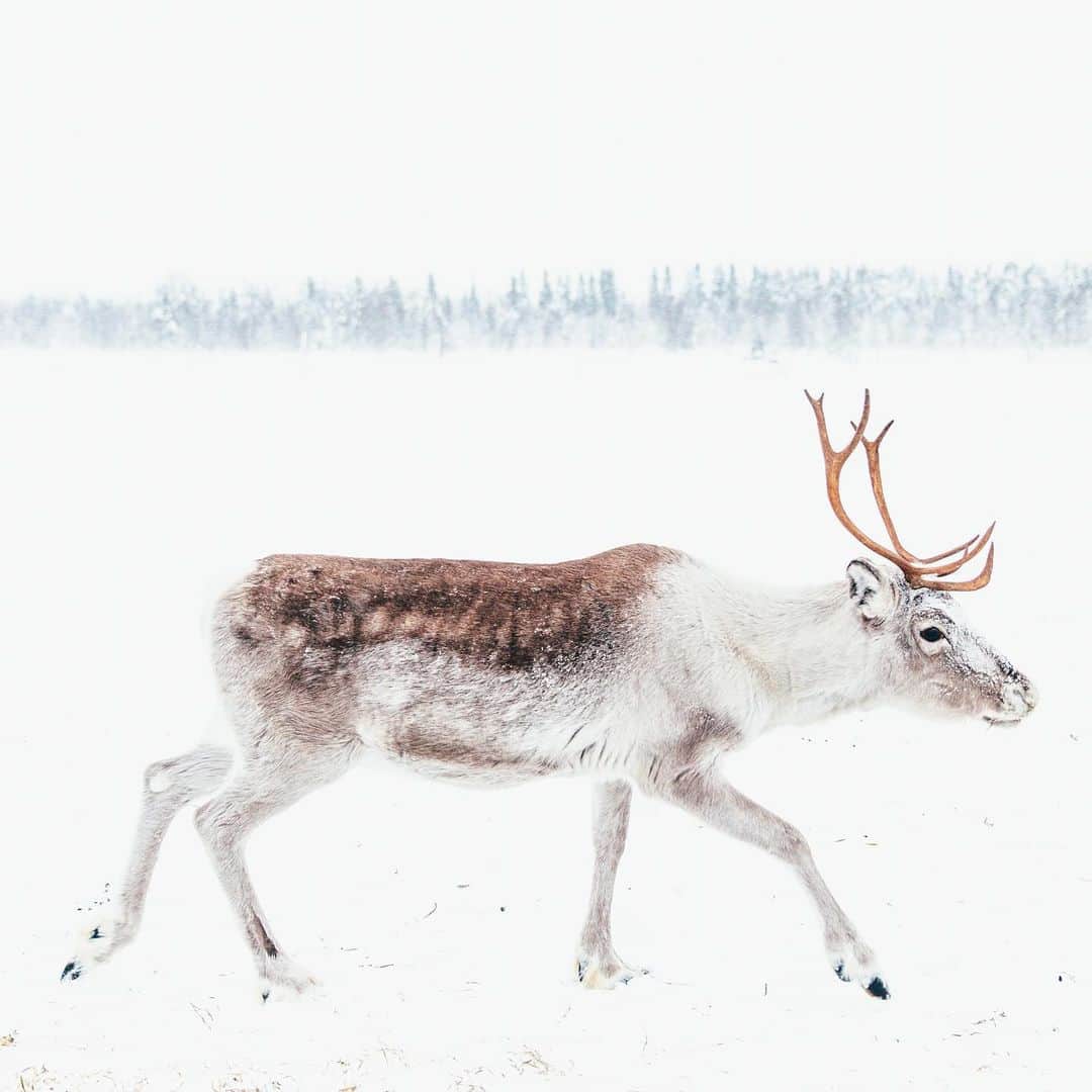 Kyle Kuiperのインスタグラム：「rein·deer 🦌 /ˈrānˌdir/」