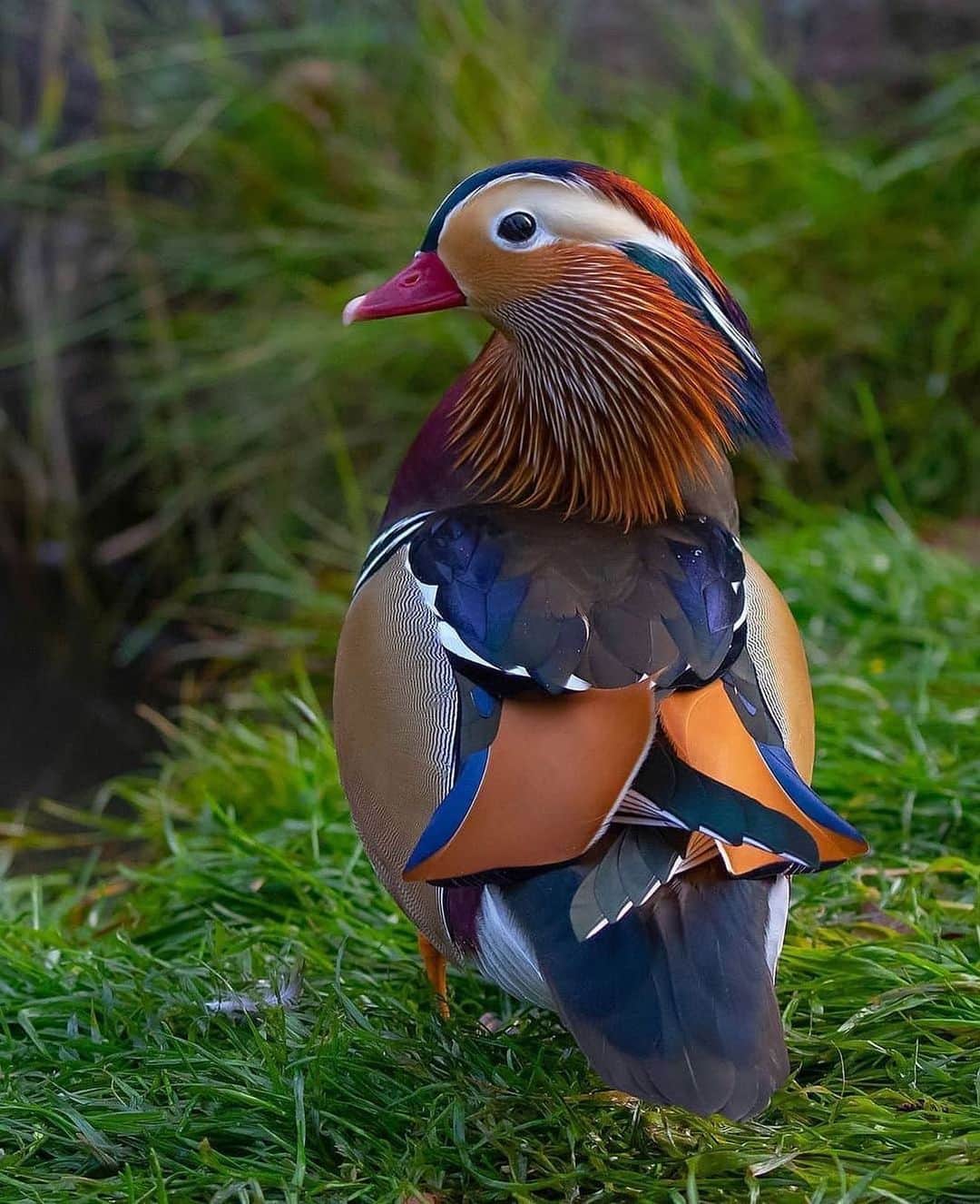 animalsさんのインスタグラム写真 - (animalsInstagram)「The colors of a Mandarin Duck 🌈🦆 TAG someone who needs to see this 💚 Photo by @wallmika」1月11日 4時38分 - babyanmlpics
