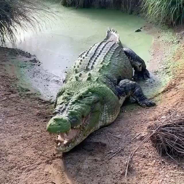 WildLifeのインスタグラム：「@discovercrocodiles 🐊 2000 pounds of LIVING DINOSAUR blew my mind. By @jayprehistoricpets」