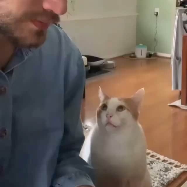 メアリー・リン・ライスカブのインスタグラム：「Wins the internet today got it from @angelakinsey s feed #whattheworldneedsnow #catsofinstagram #healing #music #burtbacharach #celeb #topherkinney #angelamartin #neighbors #catlover」