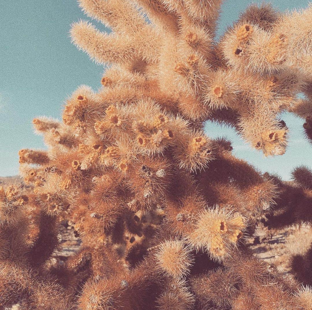 ベロニカ・ダンさんのインスタグラム写真 - (ベロニカ・ダンInstagram)1月11日 7時02分 - veronica_dunne