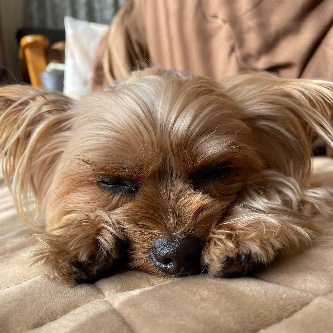 Rubyさんのインスタグラム写真 - (RubyInstagram)「🥱😴💤   Stay warm stay home stay safe   #yorkshireterrier #yorkie #ヨーキー #ヨークシャテリア」1月11日 7時08分 - ruby_the_yorkie