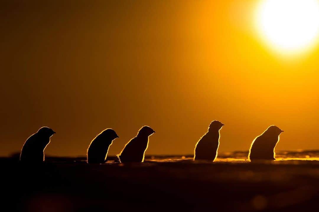 thephotosocietyさんのインスタグラム写真 - (thephotosocietyInstagram)「Photo by @christmannphoto // Once the emperor penguin chicks have grown enough to leave the protection of their parents' feet, they will explore the colony by themselves. Especially during the Antarctic spring, many chicks gather in creches, while both of their parents are away from the colony fishing in the rich Southern Ocean.  Oftentimes they will waddle around in the periphery of the penguin colony in small, but incredibly cute little gangs, with one chick always being the leader, while the others are following. It is a heartwarming sight in this still rather cold time of the year. If the weather deteriorates suddenly, the chicks will work together and form a small mini huddle, mimicking the behavior of their parents and learning early on, that survival in the most hostile environment on Earth is only possible via teamwork.  @thephotosociety @natgeo @naturepicturelibrary #antarctica #atkabay #emperorpenguins #penguins #penguinlove #climatechange #photographersforantarctica #worktogether #gemeinschaftderpinguine #penguin_astoryofsurvival #antarctica2020  Follow me @christmannphoto for more images and personal stories from Antarctica and the emperor penguins at the end of the world.」1月11日 7時16分 - thephotosociety