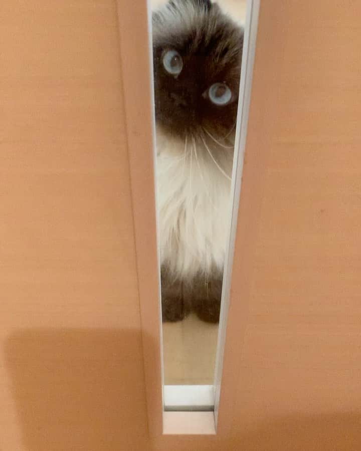 のインスタグラム：「首の傾げ方がたまらなく愛おしい🚪🥺💘  . . . . #プリュムのいる生活 #猫のいる暮らし  #ヒマラヤン  #赤ちゃんと猫  #もふもふ#ヒマラニャンズ  #猫  #ねこ  #ペコねこ部#甘えん坊#可愛い#cute#iloveyou#door#blueeyes#cat#catvideo#bts#army#fluffycat#fluffy#癒し#🐈 #고양이  #ilovecats  #himalayancat  #catsofinstagram#catloversclub#bestmeow#weeklyfluff」